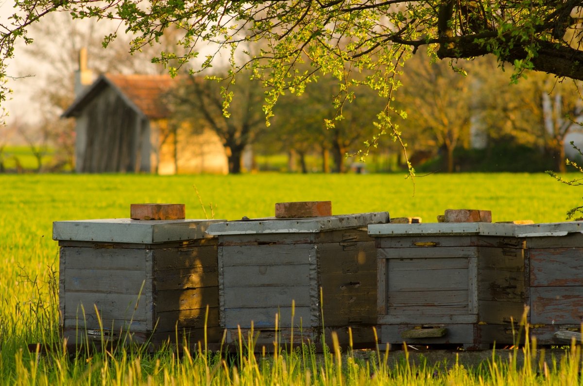 Вниманию владельцев пасек и производителей продукции пчеловодства